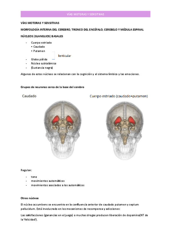 Miniatura del documento VIAS-MOTORAS-Y-SENSITIVAS-2-IMPRIMIR.pdf