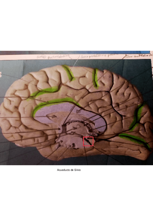 Miniatura del documento Examen-practico-anatomia.pdf