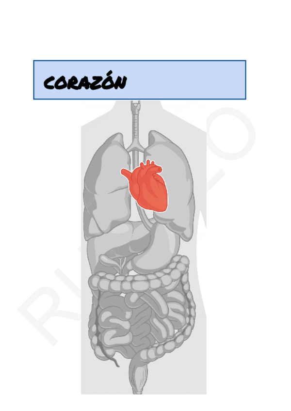 Miniatura del documento Corazon.pdf