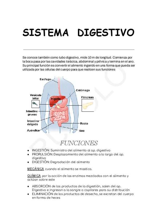 Miniatura del documento ANATOMIA-SISTEMA-DIGESTIVO.pdf