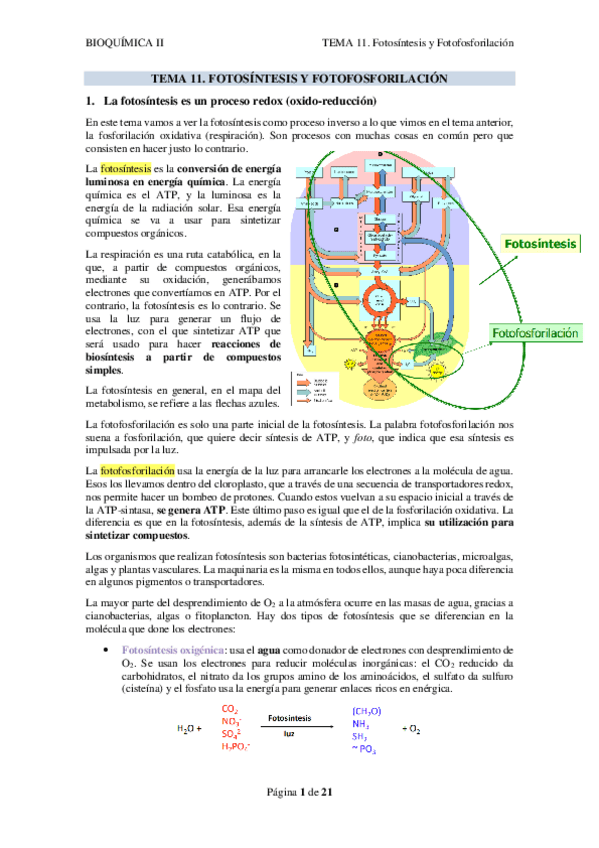 Miniatura del documento TEMA-11.-FOTOSINTESIS-Y-FOTOFOSFORILACION.pdf