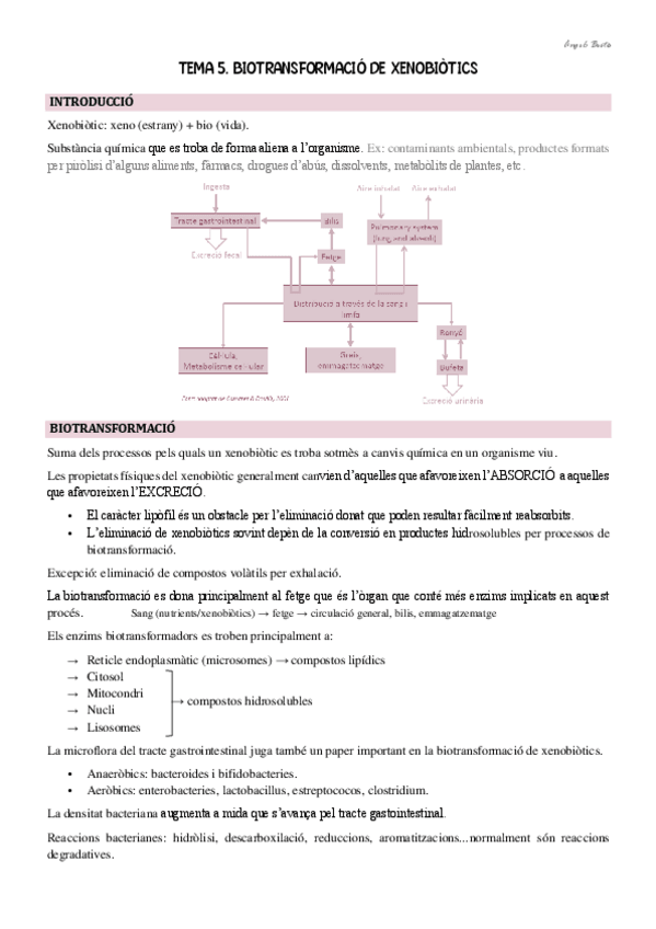 Miniatura del documento Tema-5.-Biotransformacio-de-xenobiotics.pdf