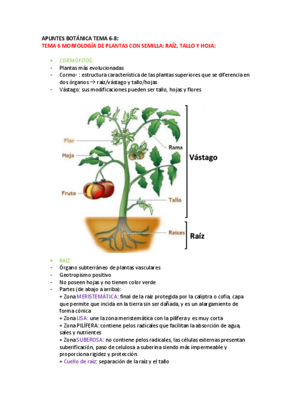 Miniatura del documento APUNTES-TEMA-6-8-pdf.pdf