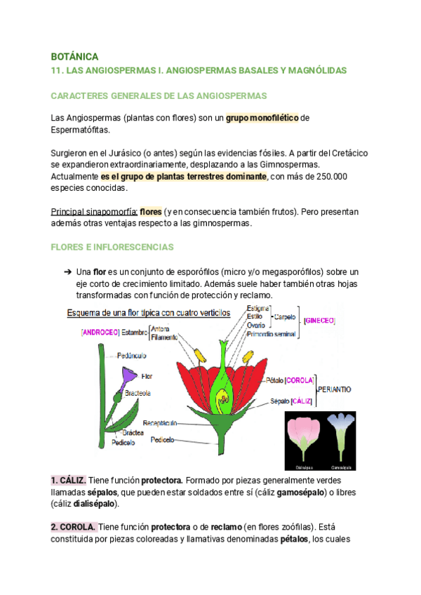 Miniatura del documento 11.-LAS-ANGIOSPERMAS-I.-ANGIOSPERMAS-BASALES-Y-MAGNOLIDAS.pdf