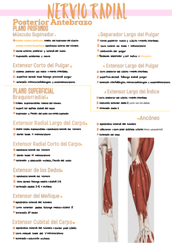 Miniatura del documento 20.-Nervio-Radial.pdf