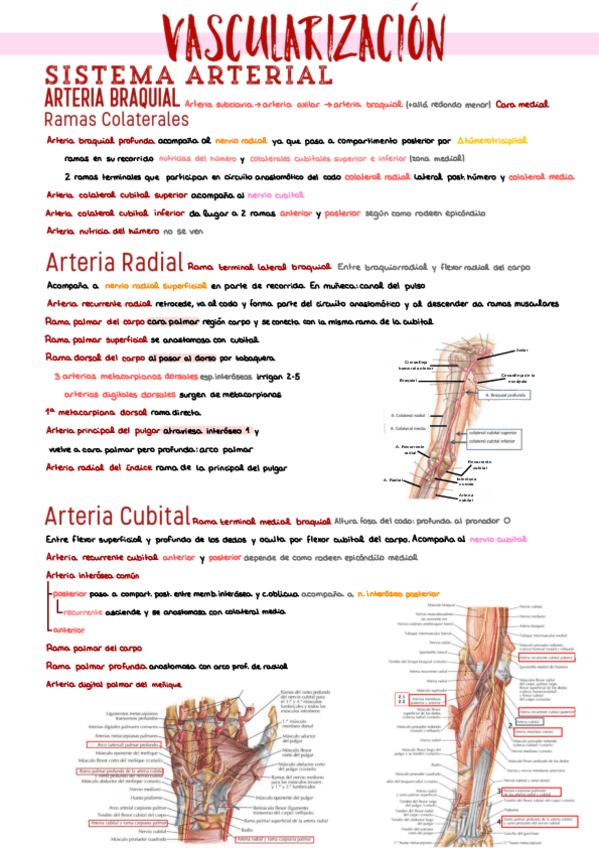 Miniatura del documento 22.-Vascularizacion-e-Inervacion-EESS.pdf