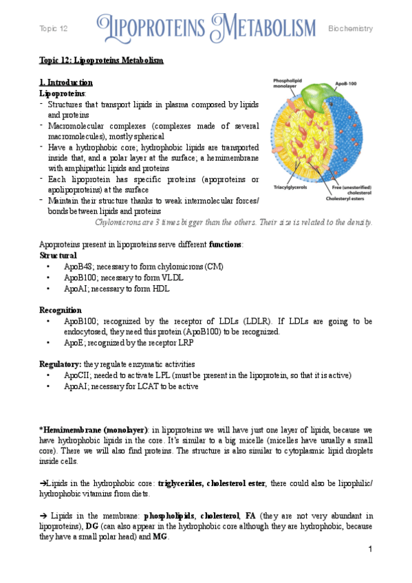 Miniatura del documento 12.-Lipoproteins-Metabolism.pdf
