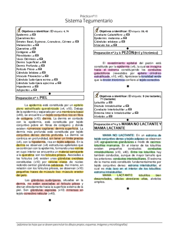 Miniatura del documento 10.-Laboratorio-Histologia-Tegumentario.pdf