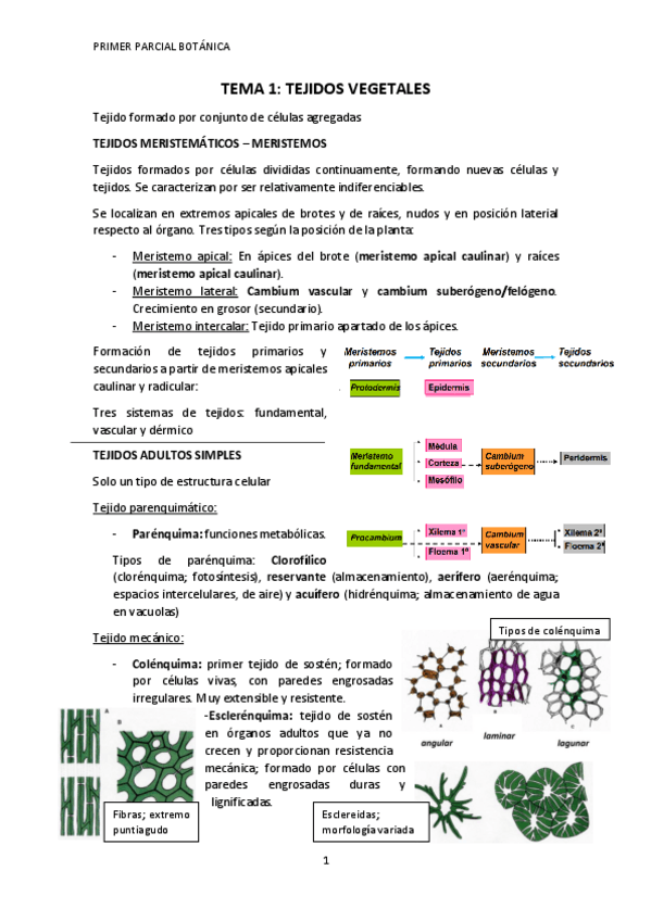 Miniatura del documento Tema-1-Tejidos-vegetales.pdf
