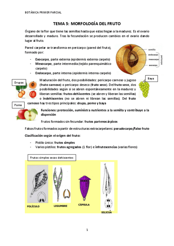 Miniatura del documento Tema-5-Morfologia-del-fruto.pdf