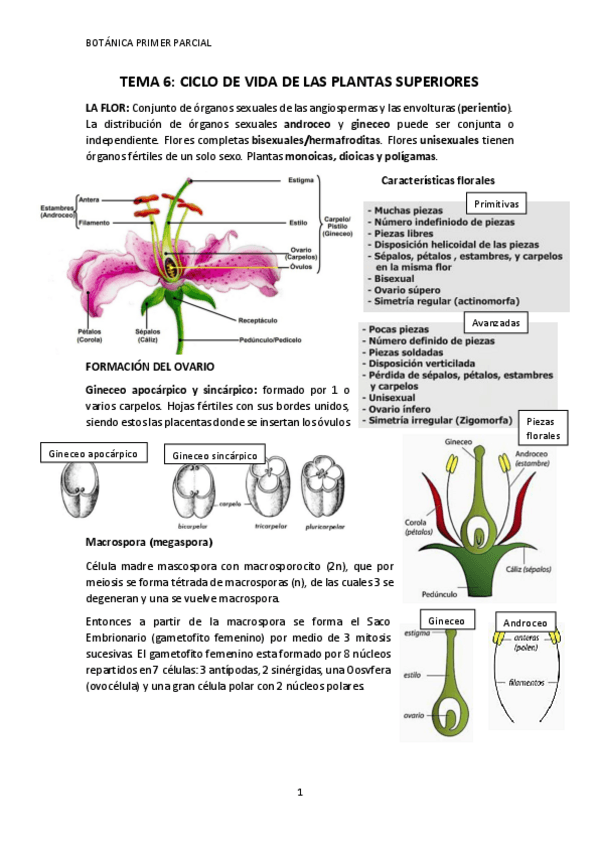 Miniatura del documento Tema-6-Ciclo-vida-plantas-superiores.pdf