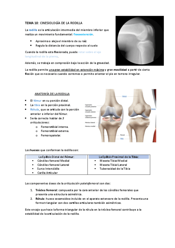 Miniatura del documento CINESIOLOGIA-DE-LA-RODILLA.pdf