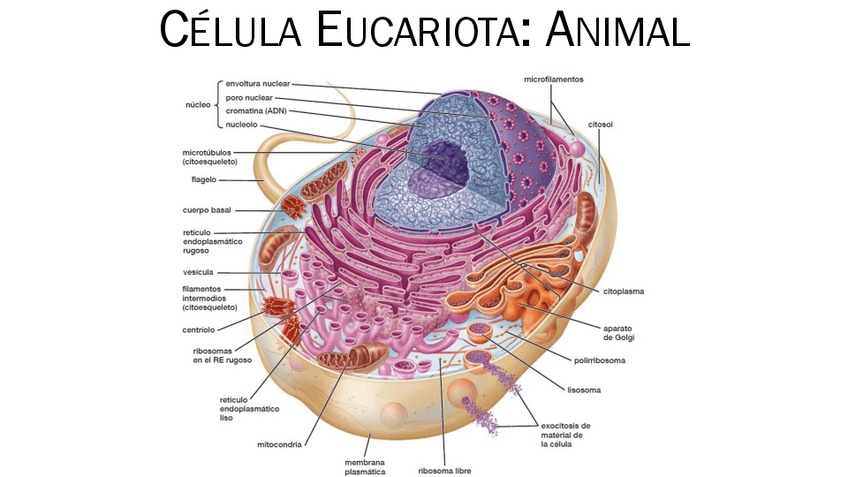 Miniatura del documento Clase-1Bases-Celulares-de-la-Vida.pdf