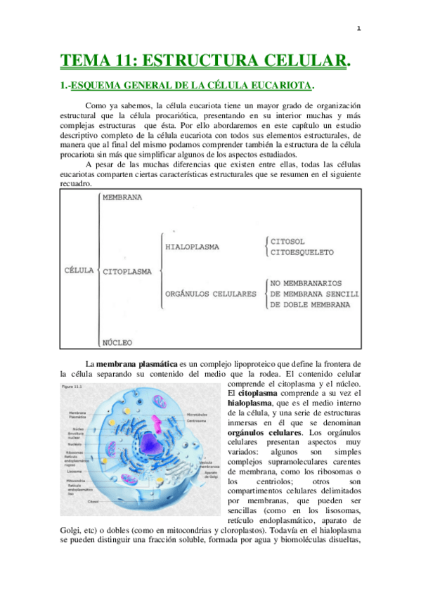 Miniatura del documento LA-CELULA-Eucariota-y-Procariota.pdf