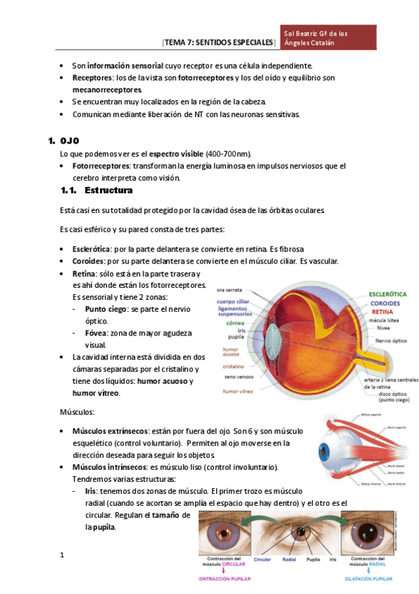 Miniatura del documento TEMA 7 SENTIDOS ESPECIALES.pdf