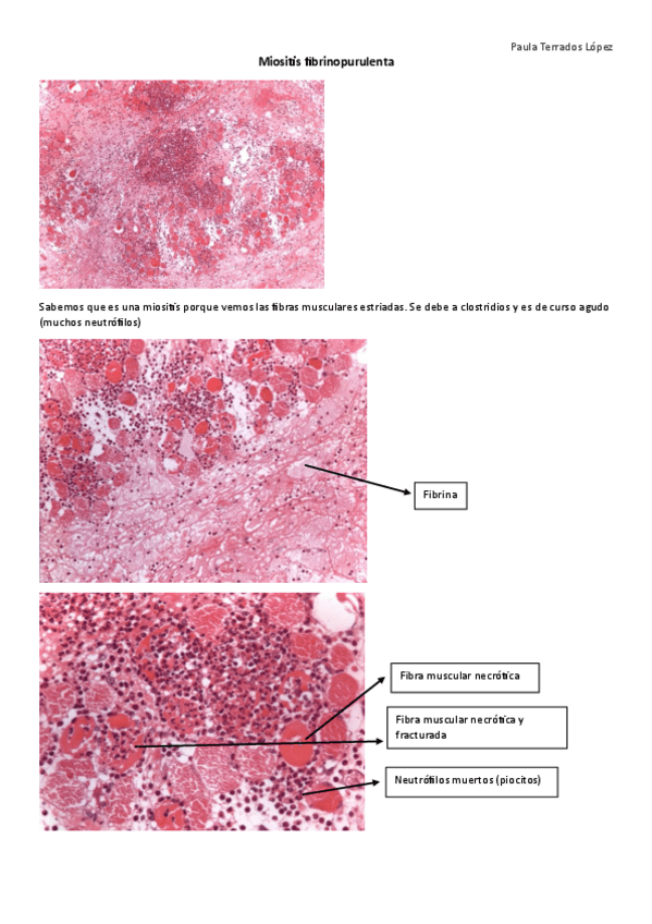 Miniatura del documento Apuntes-apg-de-los-videos-practica-5.pdf