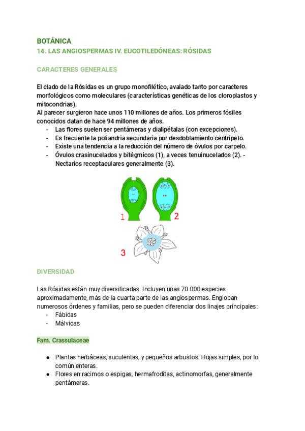 Miniatura del documento 14.-LAS-ANGIOSPERMAS-IV.-EUCOTILEDONEAS-ROSIDAS.pdf