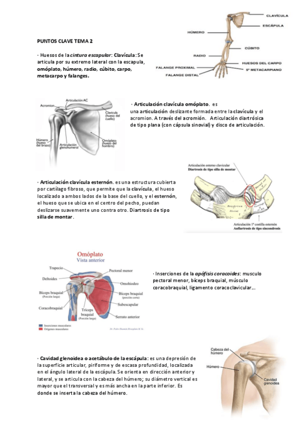 Miniatura del documento PUNTOS-CLAVE-TEMA-2.pdf