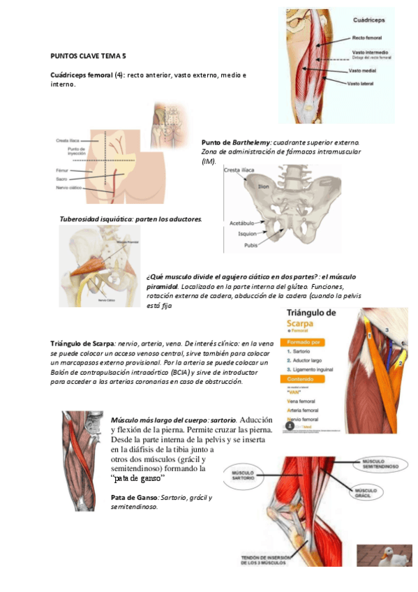 Miniatura del documento PUNTOS-CLAVE-TEMA-5.pdf