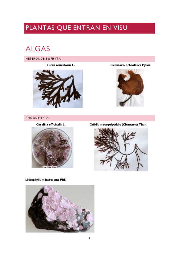 Miniatura del documento Plantas herbario visu.pdf