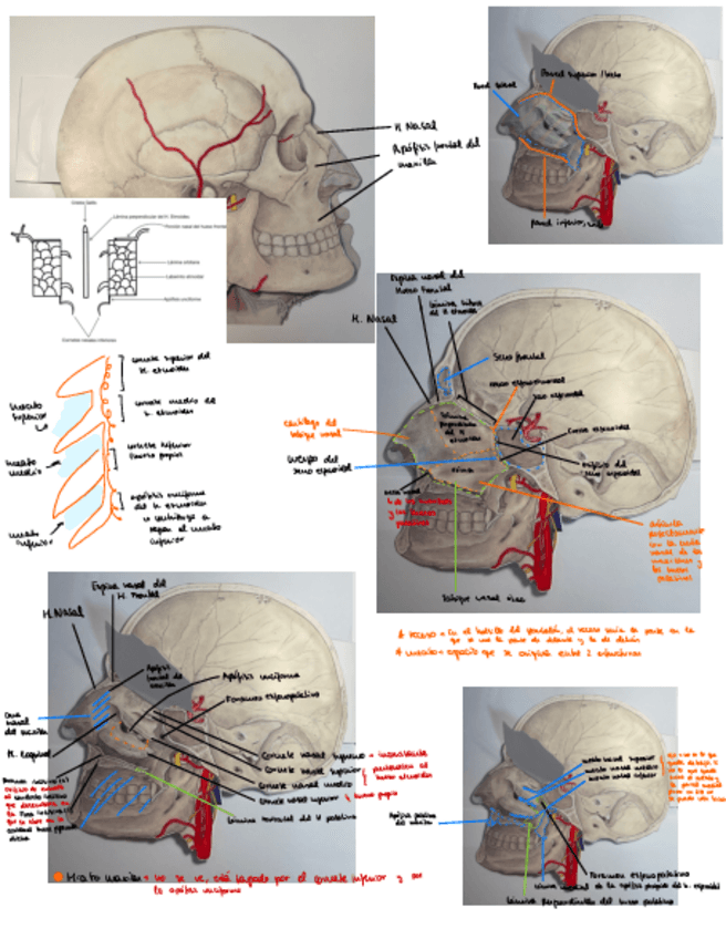 Miniatura del documento BELORCIO-P2.pdf