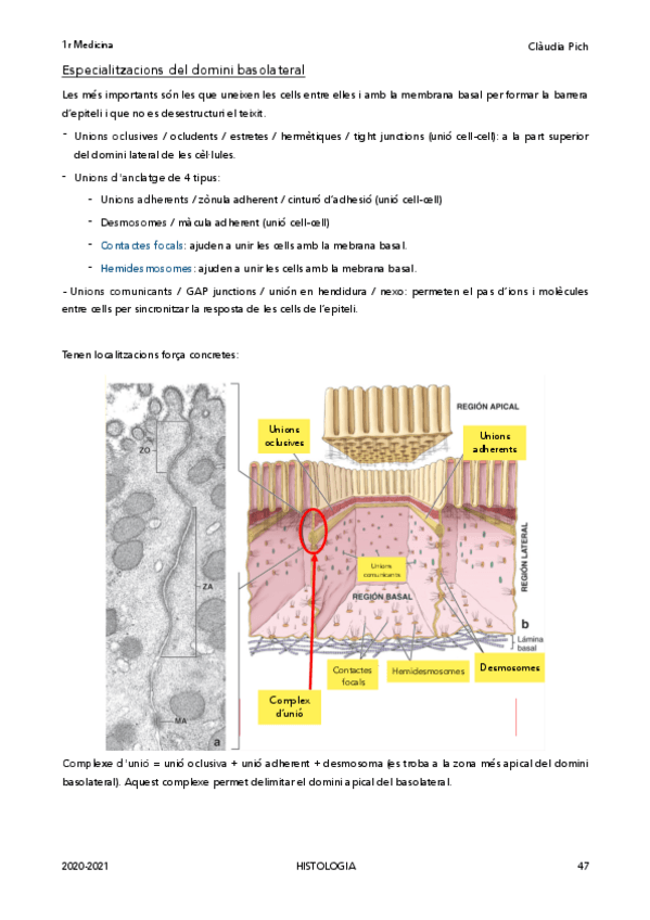 Miniatura del documento Histologia-Claudia-Pich-apuntsplabs-24.pdf