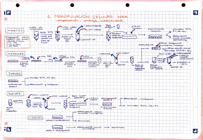 Miniatura del documento Esquema-practicas-animal.pdf