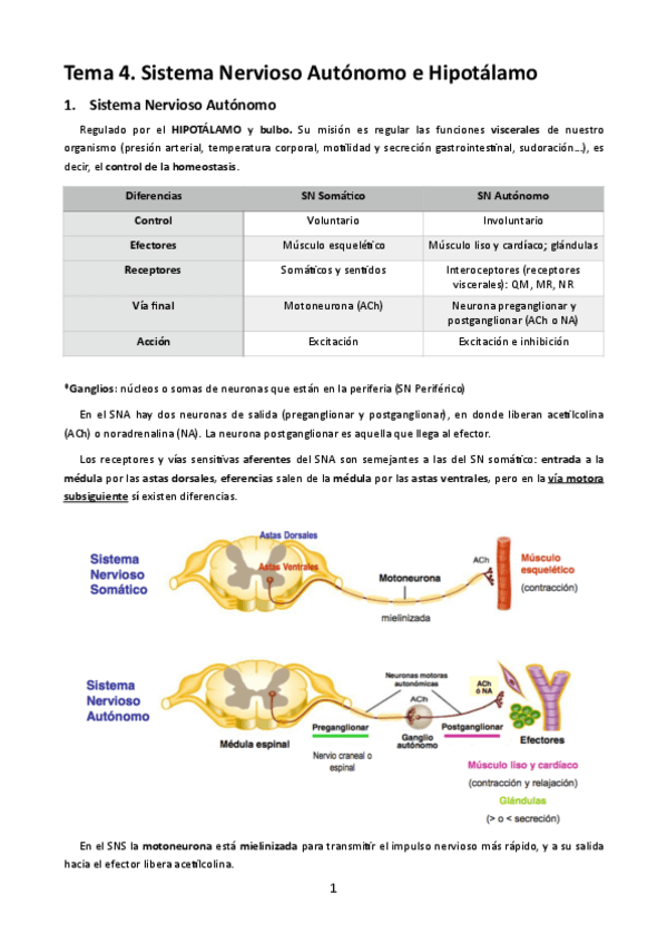 Miniatura del documento MT4. Sistema Nervioso Autónomo e Hipotálamo.pdf