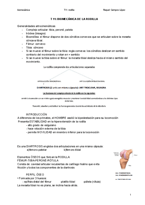 Miniatura del documento T11-rodilla.pdf