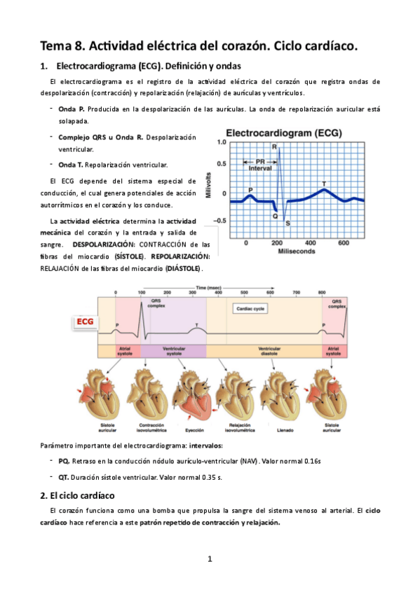 Miniatura del documento MT8. Actividad eléctrica del corazón. Ciclo cardíaco.pdf