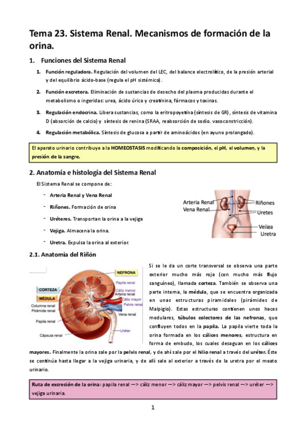 Miniatura del documento MT23. Sistema Renal. Mecanismos de formación de la orina.pdf