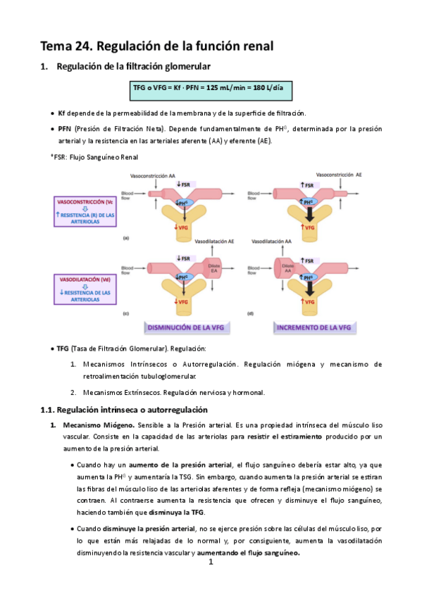 Miniatura del documento MT24. Regulación de la función renal.pdf