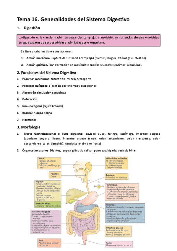 Miniatura del documento MT16. Generalidades del Sistema Digestivo .pdf