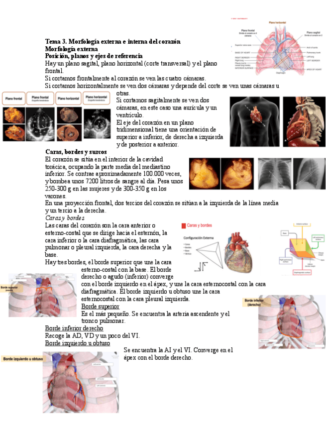 Miniatura del documento Tema-3.-Morfologia-externa-e-interna-del-corazon.pdf
