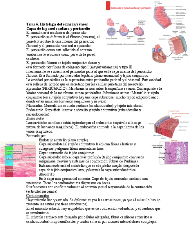 Miniatura del documento Tema-6.Histologia-del-corazon-y-vasos.pdf
