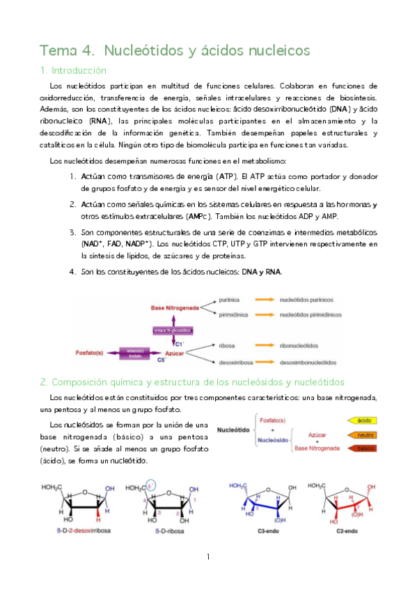 Miniatura del documento MBQ. T4. Nucleótidos y ácidos nucleicos.pdf