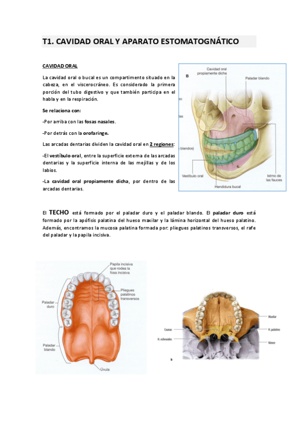 Miniatura del documento T1. CAVIDAD ORAL.pdf