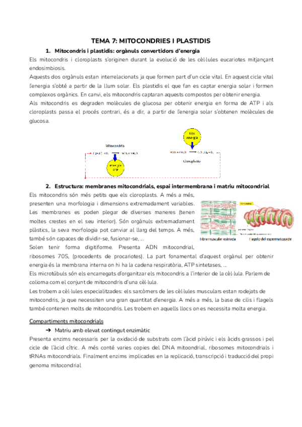 Miniatura del documento TEMA-7-MITOCONDRIES-I-PLASTIDIS.pdf