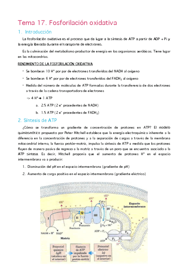 Miniatura del documento MBQ. T15. Fosforilación oxidativa.pdf