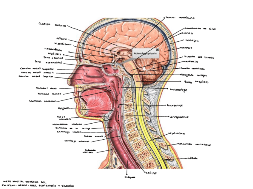 Miniatura del documento Laminas-parcial-2.pdf