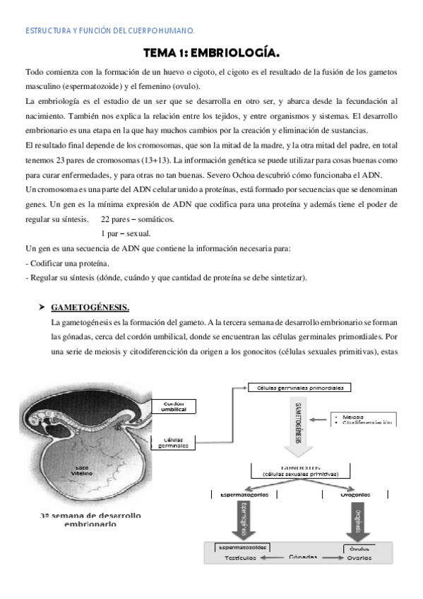 Miniatura del documento TEMA 1 EMBRIOLOGÍA.pdf