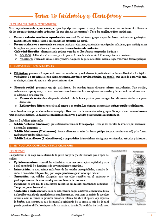 Miniatura del documento Tema-1.3-Cnidarios-y-Ctenoforos.pdf