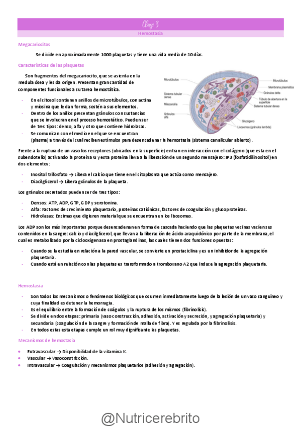 Miniatura del documento Clase-3-Hemostasia-e-inmunidad-Nutricerebrito.pdf