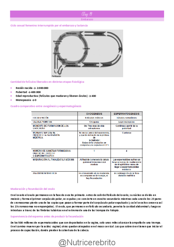 Miniatura del documento Clase-19-Embarazo-parto-y-lactancia-Nutricerebrito.pdf