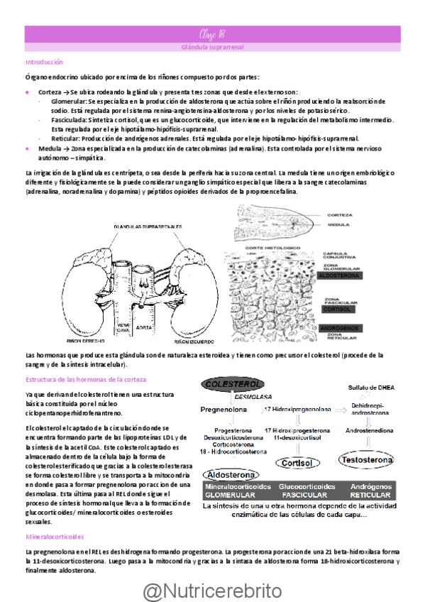 Miniatura del documento Clase-18-Glandulas-suprarrenal-y-aparato-reproductor-masculino-y-femenino-Nutricerebrito.pdf