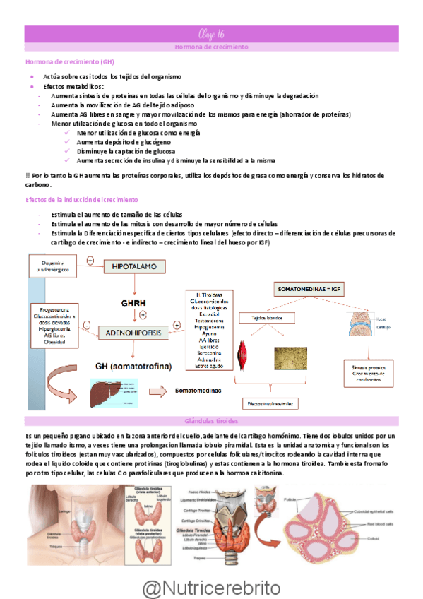 Miniatura del documento Clase-16-Hormona-de-crecimiento-glandulas-tiroides-metabolismo-fosfocalcico-Nutricerebrito.pdf