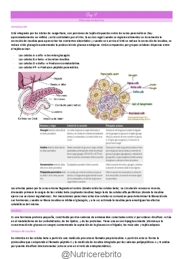 Miniatura del documento Clase-17-Pancreas-endocrino-diabetes-Nutricerebrito.pdf