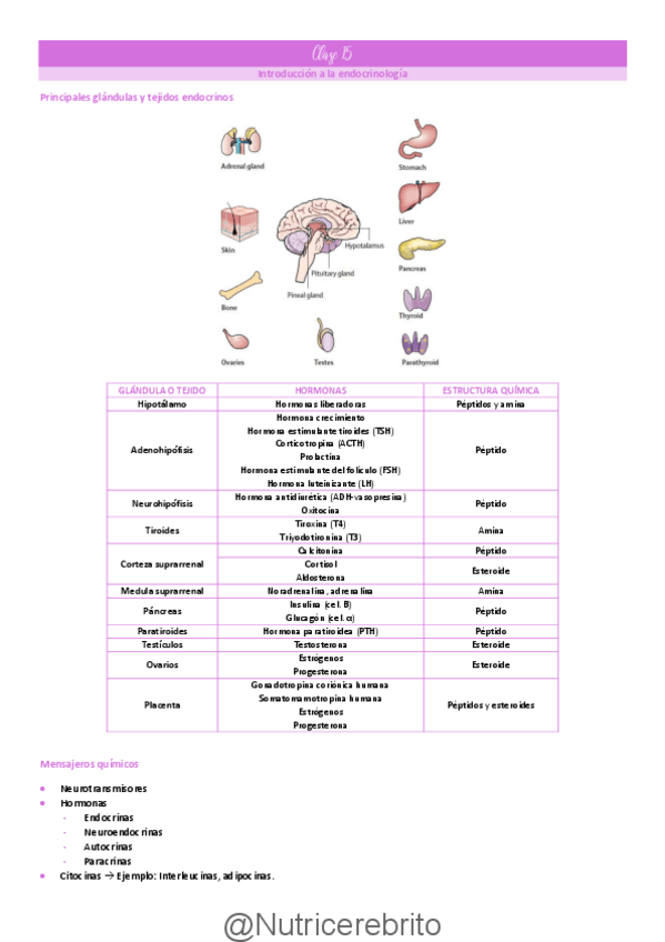 Miniatura del documento Clase-15-Introduccion-a-la-endocrinologia-Nutricerebrito.pdf