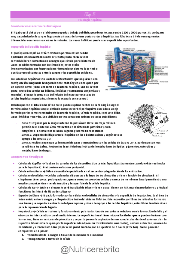 Miniatura del documento Clase-13-Higado-e-intestino-delgado-Nutricerebrito.pdf