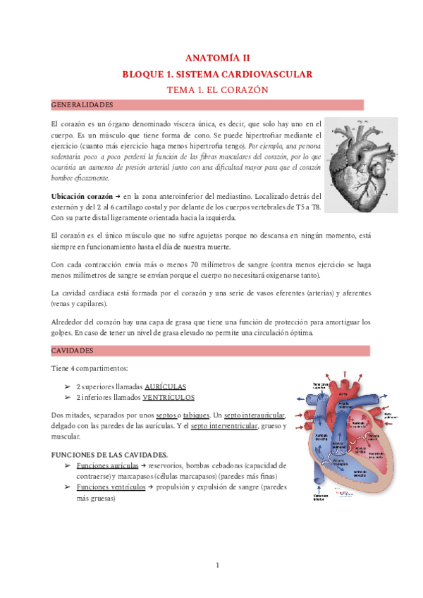 Miniatura del documento ANATOMIA-II-teoria.pdf
